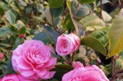 山茶花（探究山茶花的光照需求与生长习性，解读山茶花的秘密）