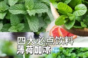 薄荷盆景的养护方法（打造清新宜人的小家园）