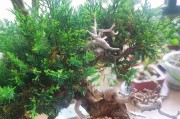 刺柏盆景的养护与管理（精细呵护，打造优美盆景）