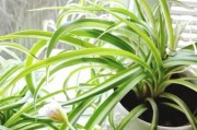 探寻吊兰花的神秘之美（从样子到特点，全面解析吊兰花的生命力与魅力）