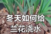 北方冬天盆景浇水的注意事项（合理浇水保护盆景在严寒冬季的生长）