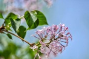 家里种丁香花的风水禁忌（如何用丁香花改善家里的风水？）