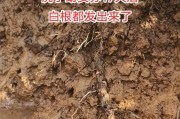 沙漠玫瑰的养护与浇水（养护技巧、浇水频率和养护常识）