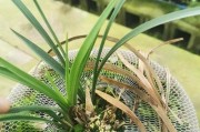兰花叶子发黄的原因与处理方法（兰花生长中应注意的问题）