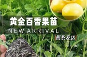 如何种植百香果？