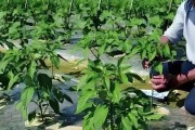 如何成功栽种辣椒？（方法、注意事项、最佳时机）