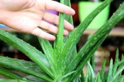 小芦荟的养殖方法和注意事项（掌握关键技巧，让小芦荟长得更好！）