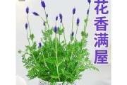 盆栽薰衣草的养殖与养护（易懂的养护指南，做一位成功的薰衣草爱好者）
