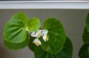 海棠的生长过程（从发芽到长叶，探秘海棠的成长之路）