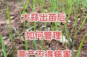 大葱的种植与养护（春季种植，丰收在望）