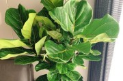如何正确保养以琴叶榕（室内植物养护指南、以琴叶榕养护要点）