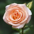 浪漫花语解读（探秘31朵玫瑰的花语与传说，了解其中的含义和情感。）