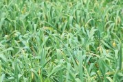 揭秘河南蒜苔收获季节（丰收在望，每年三月是关键）