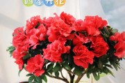 打造美丽花园，从杜鹃花开始（杜鹃花的养殖方法与注意事项）
