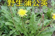 蒲公英的产地及最佳采摘时间（探寻全国蒲公英之最）