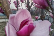 白玉兰花的穿搭之美（优雅与清新的白玉兰花，如何成为时尚的穿搭灵感？）