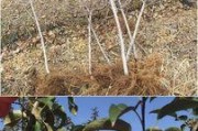 红肉苹果之丰收之路（揭秘红肉苹果几年结果实的秘密，培育与管理是关键）