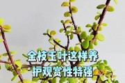 金枝玉叶的养殖方法与注意事项（打造优美盆景，让家居更有生气）