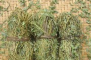龙骨草的神奇功效（从护肝到美容，龙骨草的作用不容忽视！）