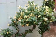 金银花叶子发黄的原因及解决方法（探究金银花叶子发黄的原因，提供有效的解决方法）