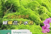 蝴蝶兰水养殖方法（简单易行的蝴蝶兰水养殖技巧）