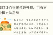 百香果的种植时间与生长周期（掌握种植技巧，提高收成！/百香果的生长过程详解）