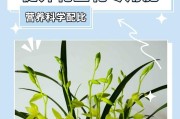 兰花肥料施用全指南（科学施肥让兰花健康成长）