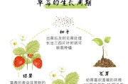 草莓种子可以种吗？（了解草莓种子的萌芽率及种植方法）