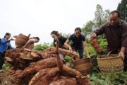 葛根适合种植的地方及注意事项