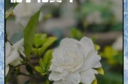 栀子花生虫子黄叶的防治方法（如何有效地保护栀子花免受虫害侵害）