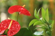 花语梦想（用花语传递心中的梦想）