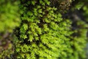 苔藓植物大观（探秘自然的小宇宙——苔藓植物）