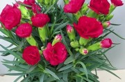 冬天如何让康乃馨开花（雪花飘落时，康乃馨绽放不止）