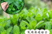 薄荷种子发芽时间多久？（探究薄荷种子的发芽过程及影响因素）