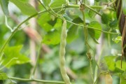 豆角种植全指南（从选种到采摘，轻松掌握！）