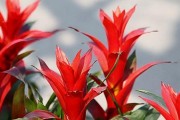 如何科学养护火炬花？（从选苗到灌溉，全方位指导你打造漂亮的火炬花盆栽。）