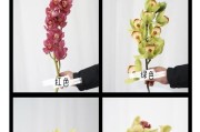 如何正确养护蕙兰花的开花期（开花盛世·尽享蕙兰之美）