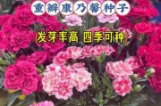 如何在正确的时间种植康乃馨种子（康乃馨种子种植时间表及注意事项）