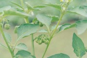 认识龙葵，一种神秘的植物（了解龙葵的分类、特征与栽培方法）