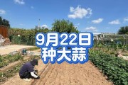 种植独头蒜的最佳时间（挑选种植时节，提高独头蒜的产量）