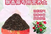 以飘香藤的扦插技巧与方法（掌握飘香藤扦插，打造美丽的庭园花墙）