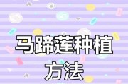 马蹄莲春天种植指南（春季如何在家种马蹄莲？马蹄莲栽培技巧详解）