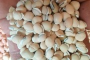 扁豆的种植时间和方法（如何选择最佳种植时间以获得最佳收成？）
