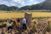 如何种植枫叶种子？（从采集到成长的全过程，让枫叶在你家盛开！）
