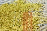 大黄米——南方常见果实的解析（探究大黄米的来源、特点、营养价值与食用方法）