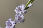 剑兰花开不止春（揭秘剑兰四季开花的神秘面纱）