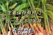 如何保存生姜不发芽？（有效方法让生姜保持新鲜）