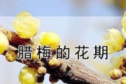 腊梅花期多长时间？——揭开腊梅开花的神秘面纱（探寻腊梅花期及影响因素，让你的腊梅绽放更美）