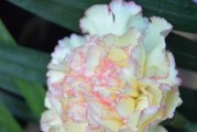 在家里没有土的情况下如何种植康乃馨（无需土壤的康乃馨种植指南）