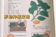 黑芝麻的种植时间和方法（了解黑芝麻的生长习性，助你成功种植）